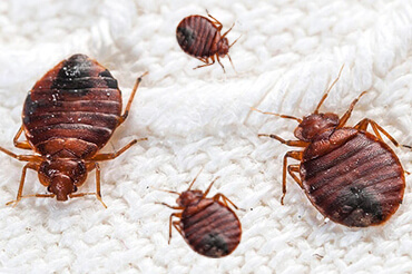 Bedbug