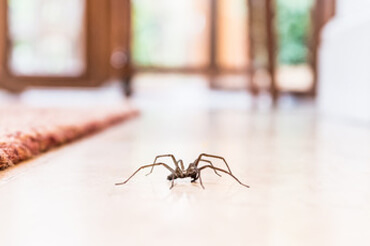 spider