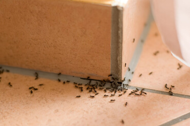 ant